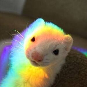 A picture of a ferret with a rainbow shining ontop of the ferret